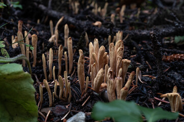 mushrooms in the forest, Canada