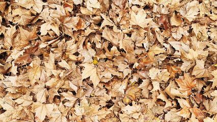 Autumn's Fallen Leaves