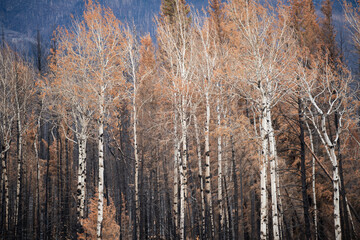 autumn in the mountains after the wild fire- Jasper national park