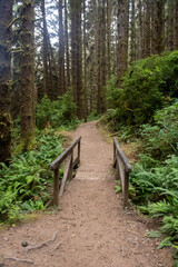 Obraz premium Sequoia Redwood National Park Northern California Hiking Trails 