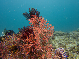 A beautiful Gorgonian or Sea Fan. This is a common soft coral of the tropical coral reefs of Puerto Galera in the Philippines. 