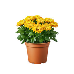 Bright yellow chrysanthemums in terracotta pot, showcasing vibrant blooms and lush green leaves, perfect for home decor or gardening enthusiasts. isolated on transparent background