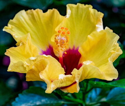 Beautiful Hibiscus Bloom