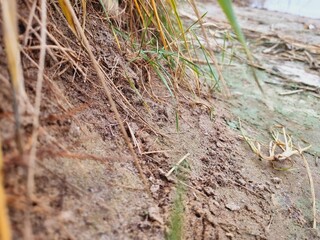 sandy beach, grass on the hill