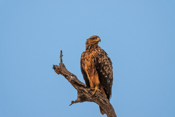 Tawny Eagle on a Branch Isolated Against a Blue Sky Background