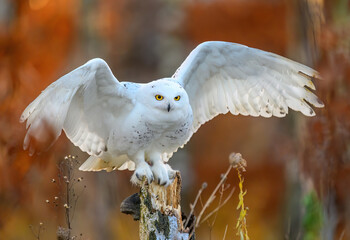 Snowy owl ( bubo scandiacus ) close up