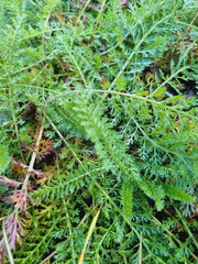 green yarrow Achillea millefolium leaves