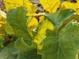 large green and yellow leaves, in the rays of bright light