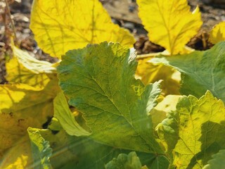 large green and yellow leaves, in the rays of bright light
