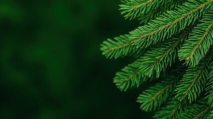 Fototapeta premium Lush Green Fir Tree Branches Close-Up as Nature Background for Winter and Christmas Themes with Vibrant Needle Detail