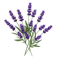 Obraz premium Lavender bouquet with vibrant purple flowers and green leaves, perfect for decoration or aromatherapy. isolated on transparent background