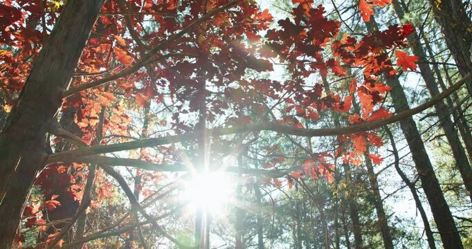 Afternoon sun shining through a canopy of red oak leaves in autumn in Chapel Hill, North Carolina