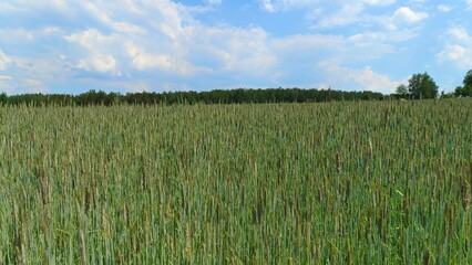 Ears of rye are ripening in an agricultural field. A mixed forest grows behind the wide field. A sunny and warm summer day and a blue sky with clouds