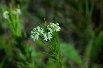 whorled milkweed