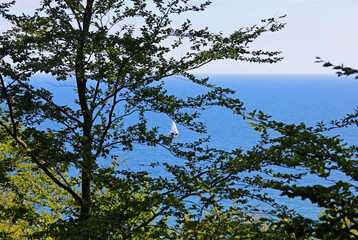 solitary sailboat among the green leaves of tree branches in the middle of the sea during its journey