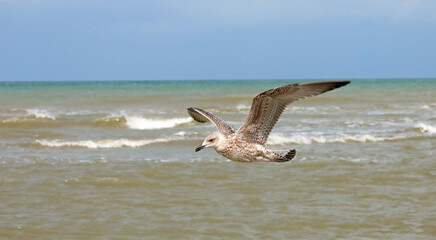 flight of a seagull with its wings spread above the sea surface with waves