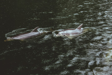 Fototapeta premium Bottlenose dolphins in the wild, at Milford Sound (Piopiotahi) during New Zealand winter 