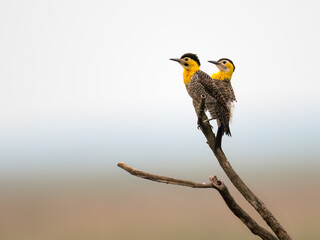 Male and Female Campo Flickers perched on the branch of dead tree