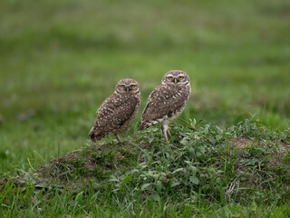Two burrowing owls in a grassy setting