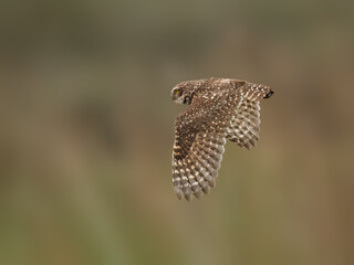 Burrowing Owl in flight against blur background, portrait