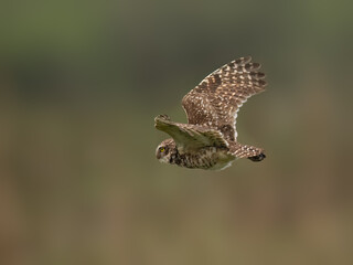 Burrowing Owl in flight against blur background, portrait