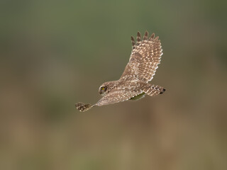 Burrowing Owl in flight against blur background, portrait