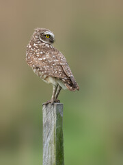 Burrowing Owl perched on a fence post against blur background, portrait