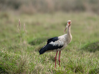 Maguari Stork standing in the field against the grassy background