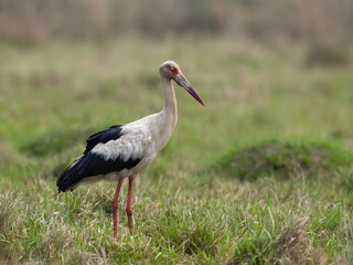 Maguari Stork standing in the field against the grassy background
