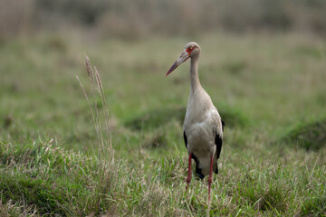 Maguari Stork standing in the field against the grassy background