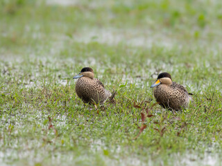 Silver Teals standing on the grass