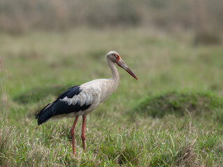 Maguari Stork standing in the field against the grassy background