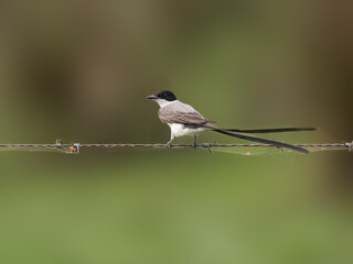 Fork-tailed Flycatcher on fence wire against green background