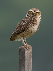 Burrowing Owl perched on a fence post against blur background, portrait