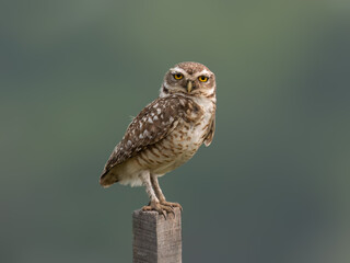 Burrowing Owl perched on a fence post against blur background, portrait