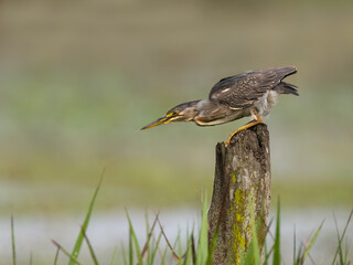 Striated Heron perched on a fence post against blur background