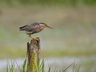 Striated Heron perched on a fence post against blur background
