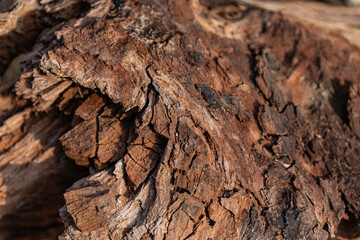 old wood background close up
