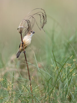 Marsh Seedeater perched on aquatic plant