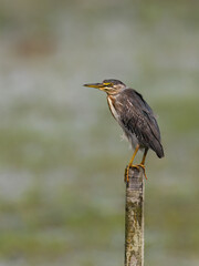 Striated Heron perched on a fence post against blur background