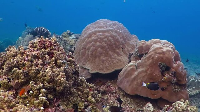 Snorkeling on the tropical coral reef with variety of ocean fish. Underwater wide seascape scenery with fish and corals. Scuba diving on the coral reef. Marine life in the tropical ocean.