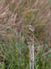 Striated Heron perched on a fence post against blur background