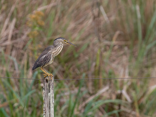 Striated Heron perched on a fence post against blur background