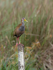 Giant Wood-Rail perched on a fence post against blur background