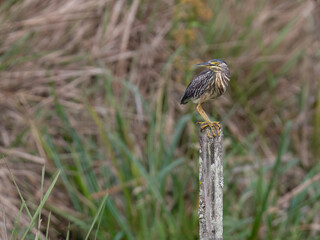 Striated Heron perched on a fence post against blur background