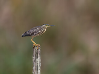 Striated Heron perched on a fence post against blur background