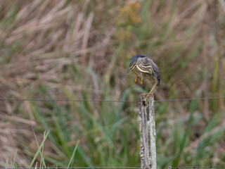 Striated Heron perched on a fence post against blur background