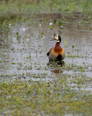 White-faced Whistling Duck swimming on the pond with aquatic vegetation 