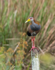 Giant Wood-Rail perched on a fence post against blur background