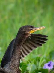Neotropic Cormorant closeup portrait  on green
